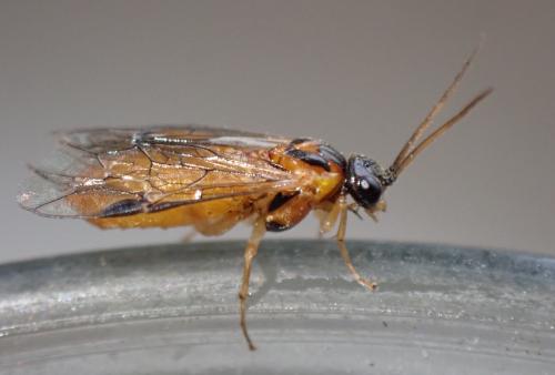 Euura ribesii